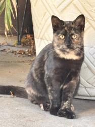 Found/Stray Female Cat last seen Fremont High School, Oakland, CA 94601