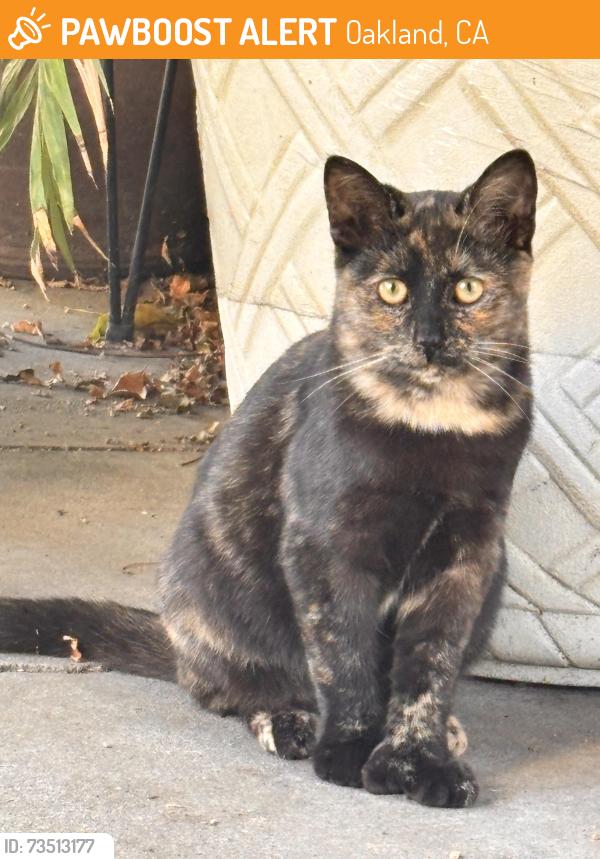 Found/Stray Female Cat last seen Fremont High School, Oakland, CA 94601
