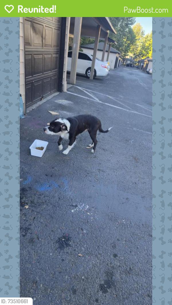 Reunited Male Dog last seen Flavel and Aspen Summit Dr, Portland, OR 97206