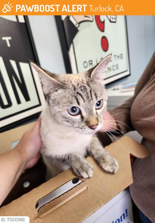 Found/Stray Female Cat last seen Brookstone Dr. x Gemstone Dr., Turlock, CA 95382