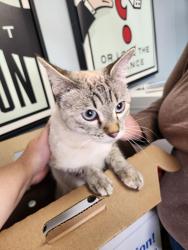 Found/Stray Female Cat last seen Brookstone Dr. x Gemstone Dr., Turlock, CA 95382