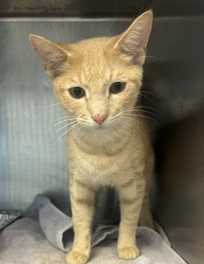 Shelter Stray Male Cat last seen , , GA, 3280 Chamblee Dunwoody Rd, Chamblee, GA 30341, USA