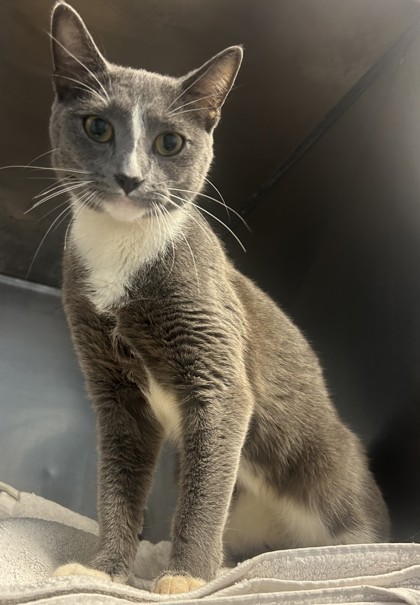Shelter Stray Female Cat last seen , , GA, 3280 Chamblee Dunwoody Rd, Chamblee, GA 30341, USA