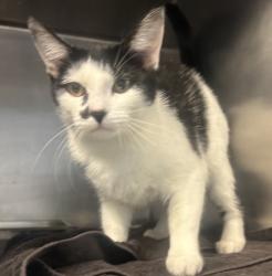 Shelter Stray Female Cat last seen , , GA, 3280 Chamblee Dunwoody Rd, Chamblee, GA 30341, USA