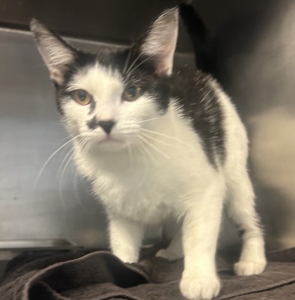 Shelter Stray Female Cat last seen , , GA, 3280 Chamblee Dunwoody Rd, Chamblee, GA 30341, USA