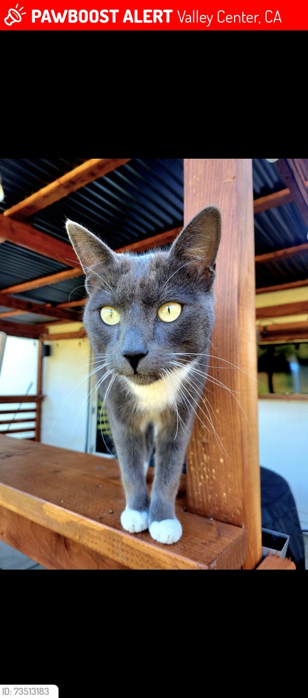 Lost Male Cat last seen Woods Valley Rd and Valley Center rd, Valley Center, CA 92082
