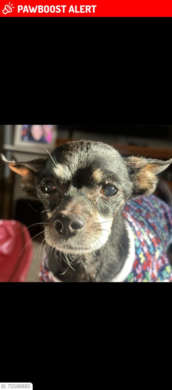 Lost Female Dog last seen Dale Hill, South Saint Paul, MN 55075