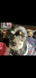 Lost Female Dog last seen Dale Hill, South Saint Paul, MN 55075