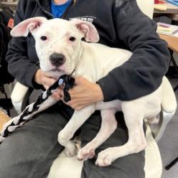 Shelter Stray Female Dog last seen Near 29th St, Oakland, CA, 1101 29th Ave, Oakland, CA 94601, USA