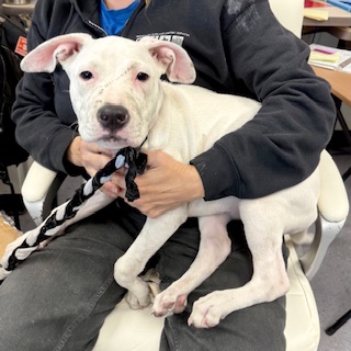 Shelter Stray Female Dog last seen Near 29th St, Oakland, CA, 1101 29th Ave, Oakland, CA 94601, USA
