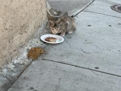 Found/Stray Unknown Cat last seen University Ave & Shiloh Ave, San Diego, CA 92105