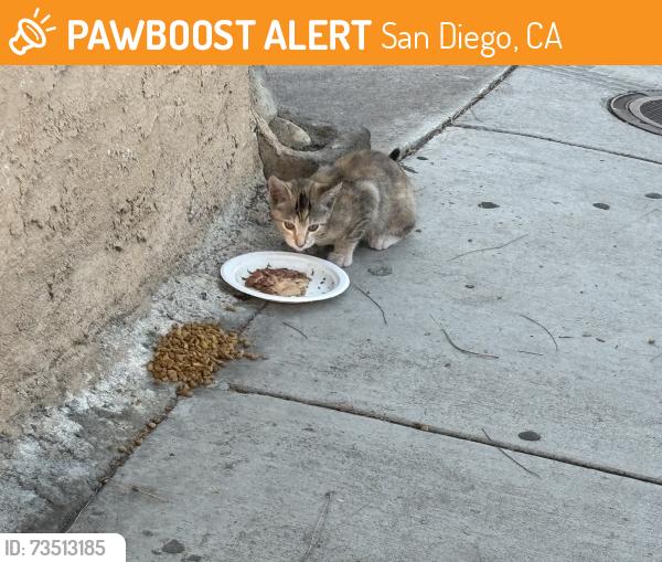 Found/Stray Unknown Cat last seen University Ave & Shiloh Ave, San Diego, CA 92105
