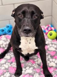 Shelter Stray Female Dog last seen , , TX, 821 S Coppell Rd, Coppell, TX 75019, USA
