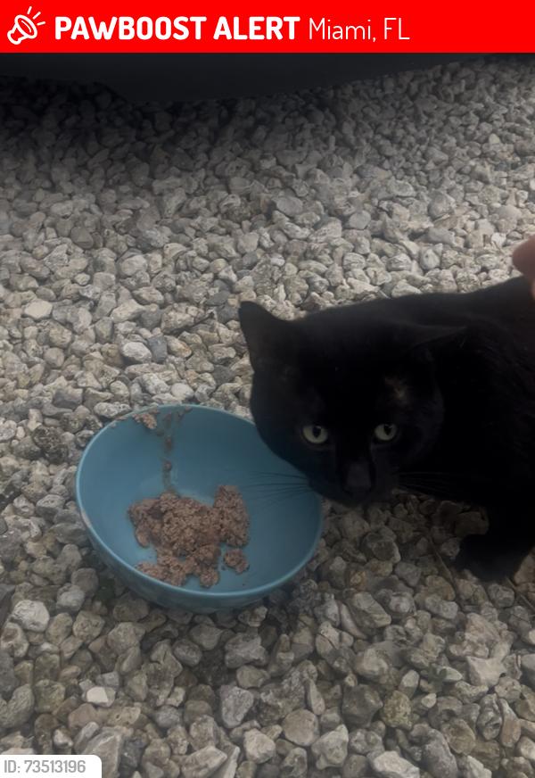 Lost Male Cat last seen Near nw and 38th nw, Miami, FL 33142