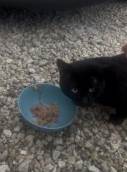 Lost Male Cat last seen Near nw and 38th nw, Miami, FL 33142