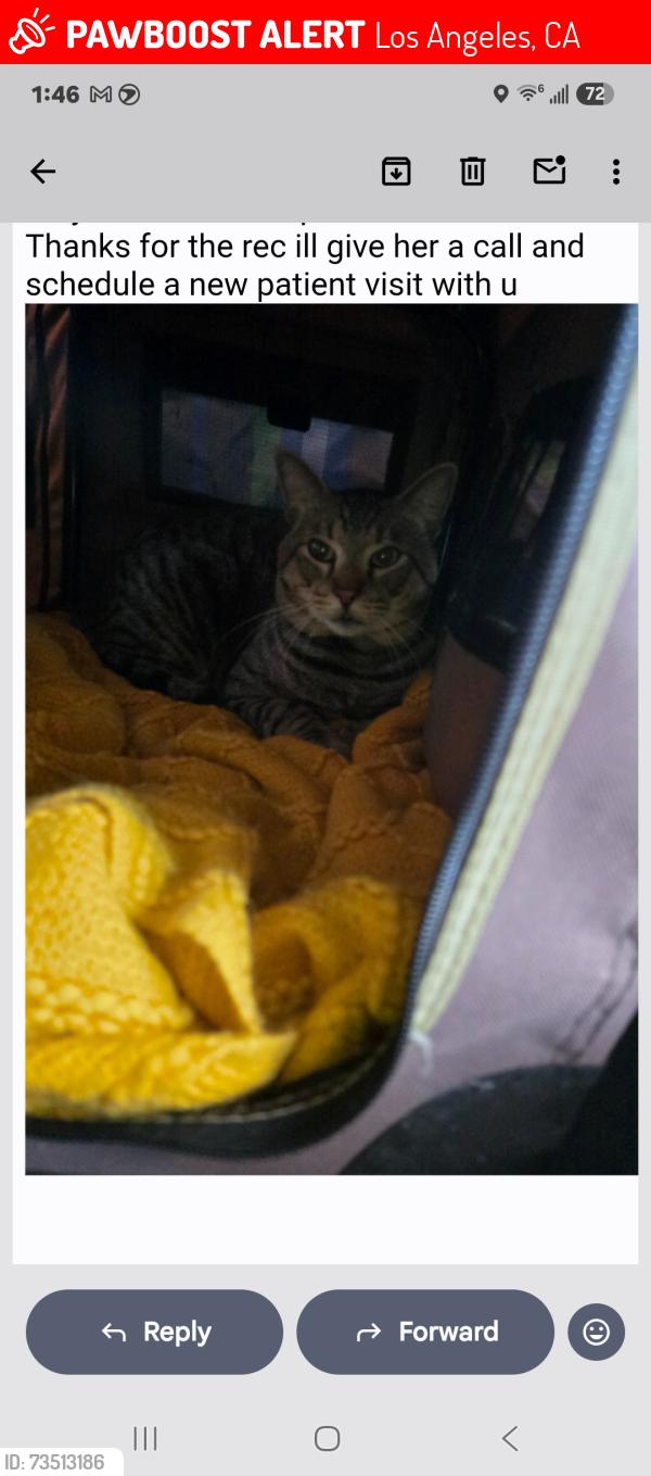 Lost Male Cat last seen Barrington and Nebraska, Los Angeles, CA 90025