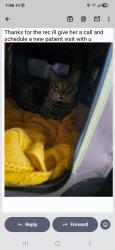 Lost Male Cat last seen Barrington and Nebraska, Los Angeles, CA 90025