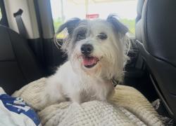 Reunited Female Dog last seen PINEWILD community, Pinehurst, NC 28374