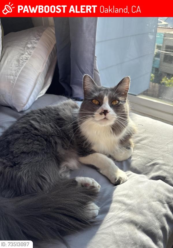 Lost Female Cat last seen Portal Ave & Mandana Blvd, Oakland, CA 94610