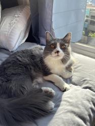 Lost Female Cat last seen Portal Ave & Mandana Blvd, Oakland, CA 94610