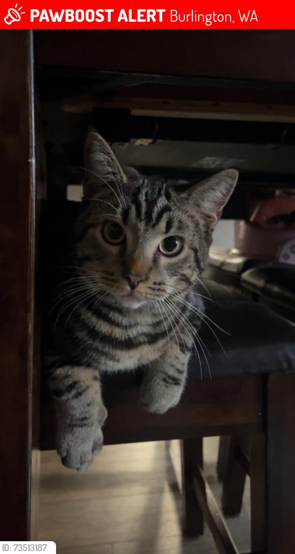 Lost Male Cat last seen Heritage place apmts Burlington WA, Burlington, WA 98233