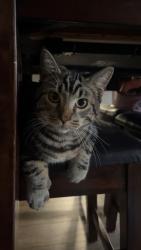 Lost Male Cat last seen Heritage place apmts Burlington WA, Burlington, WA 98233