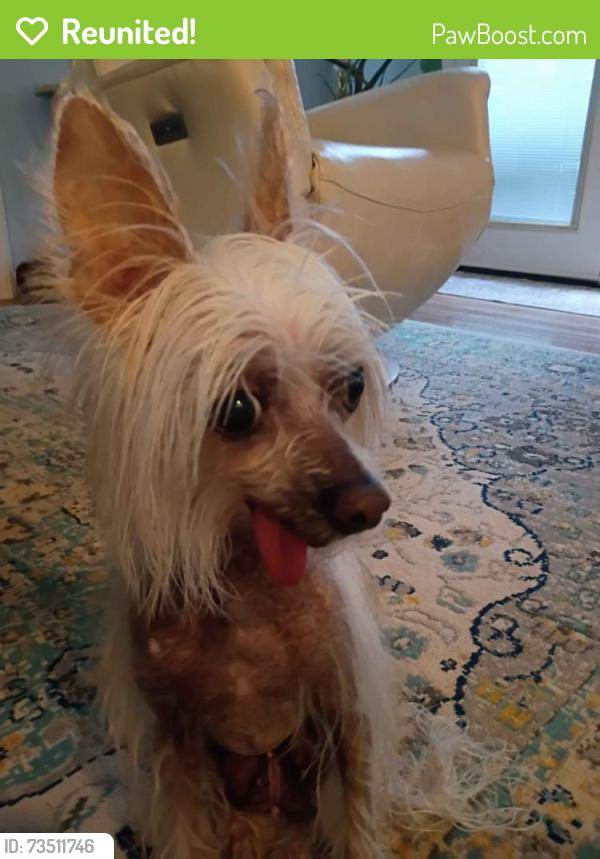 Reunited Female Dog last seen Potomac View Road, Cascades, VA 20165