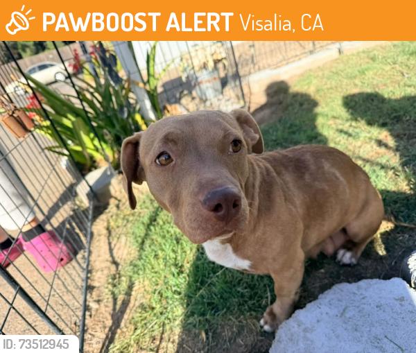 Found/Stray Female Dog last seen Shannon Ranch area, Visalia, CA 93291