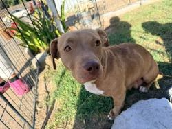 Found/Stray Female Dog last seen Shannon Ranch area, Visalia, CA 93291