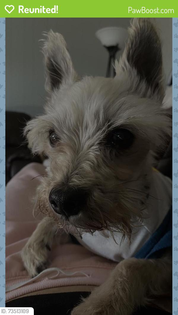 Reunited Male Dog last seen Near Midlothian Turnpike, Midlothian, IL 60445, USA, Midlothian, IL 60445