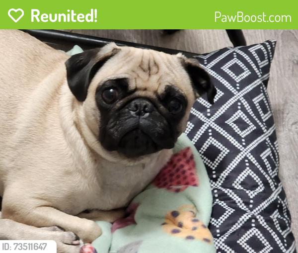 Reunited Female Dog last seen Stanford lamesa, Victorville, CA 92392