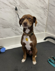 Reunited Male Dog last seen Coburn st, National City, CA 91950