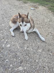 Found/Stray Female Dog last seen Katyland Drive Katy, TX 77493, Katy, TX 77493