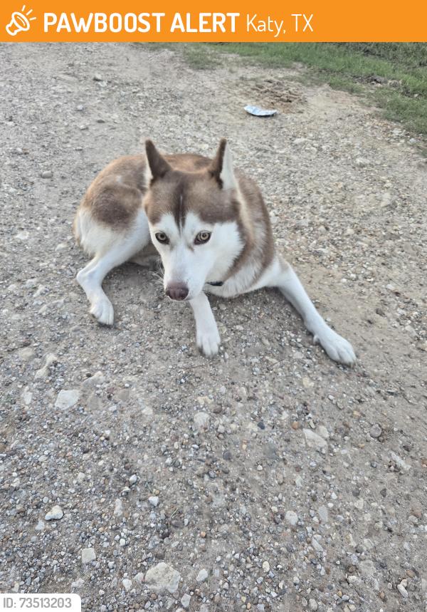 Found/Stray Female Dog last seen Katyland Drive Katy, TX 77493, Katy, TX 77493