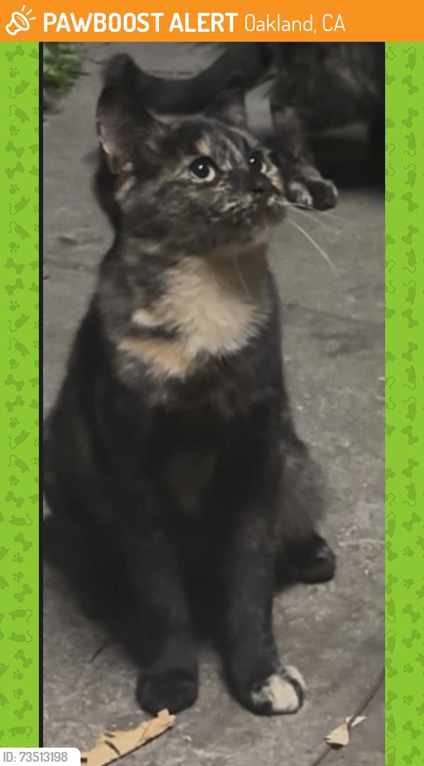 Found/Stray Female Cat last seen Fremont High School, Oakland, CA 94601