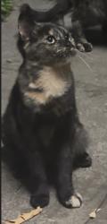 Found/Stray Female Cat last seen Fremont High School, Oakland, CA 94601