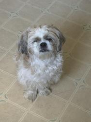 Lost Male Dog last seen Leonard st York pa, York, PA 17404