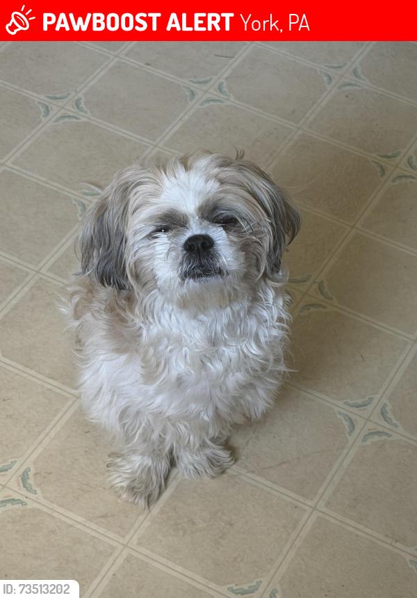 Lost Male Dog last seen Leonard st York pa, York, PA 17404