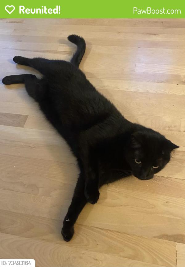 Reunited Male Cat last seen Spyglass and Cottage Way, Broomfield, CO 80023