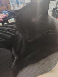 Reunited Male Cat last seen Dollar general is right by our apmt, Texas City, TX 77590