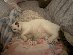 Lost Female Cat last seen Vinevale Ave cross streets Florence and Gage, Bell, CA 90201