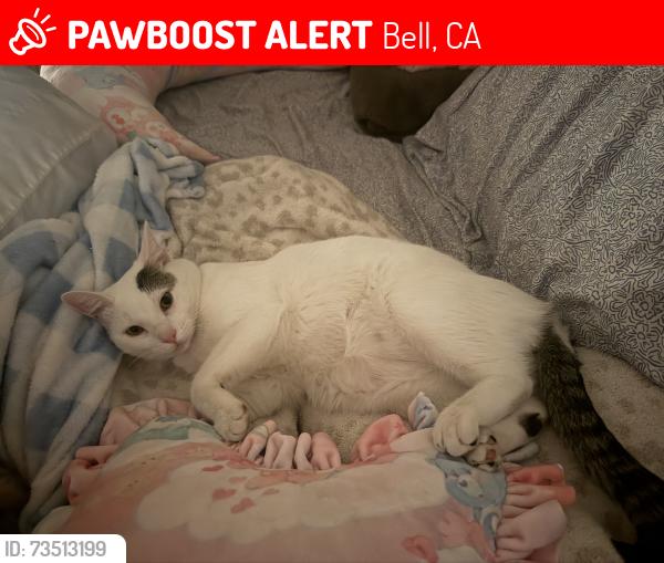 Lost Female Cat last seen Vinevale Ave cross streets Florence and Gage, Bell, CA 90201