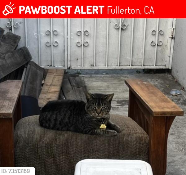Lost Male Cat last seen State college and commonwealth, near Chapman Park, Fullerton, CA 92831