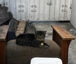 Lost Male Cat last seen State college and commonwealth, near Chapman Park, Fullerton, CA 92831