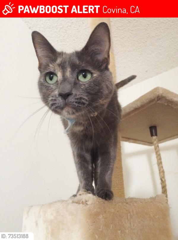 Lost Female Cat last seen North Grand Avenue and East Badillo Street, there’s a church near my hse, Covina, CA 91722