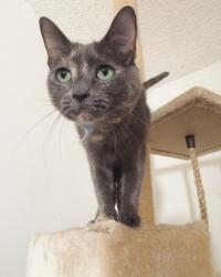 Lost Female Cat last seen North Grand Avenue and East Badillo Street, there’s a church near my hse, Covina, CA 91722