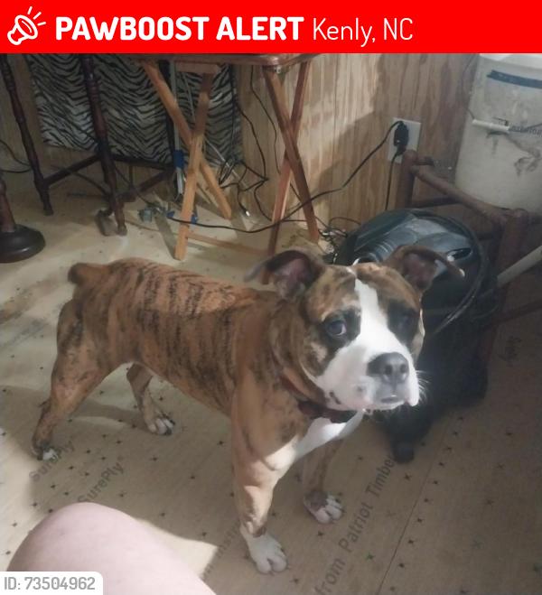 Lost Male Dog last seen hwy 301N, Kenly, NC 27542