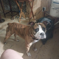 Lost Male Dog last seen hwy 301N, Kenly, NC 27542