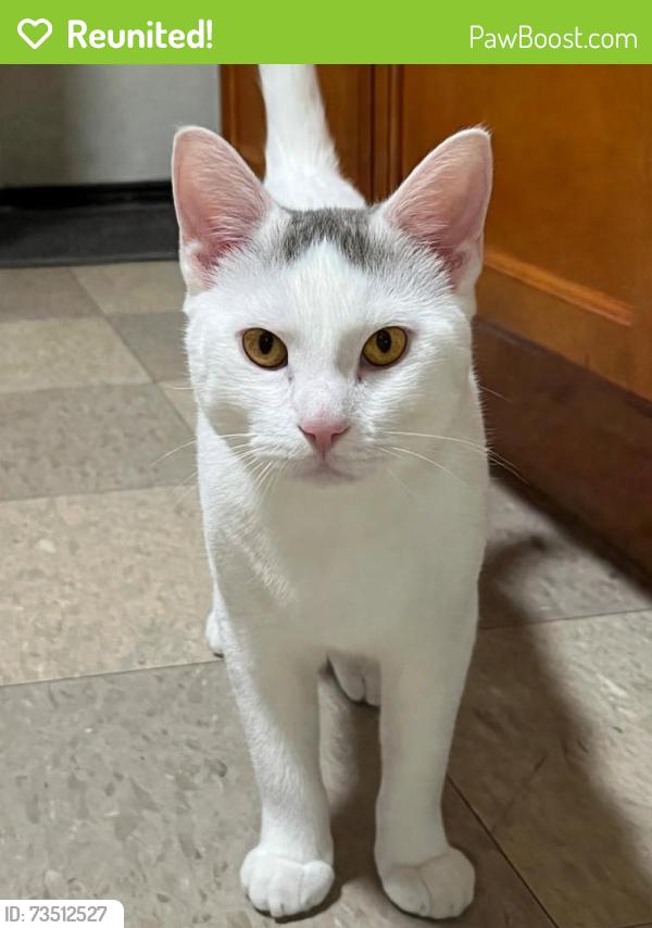 Reunited Male Cat last seen Chadwick ave, park Street, Hartford, CT 06106