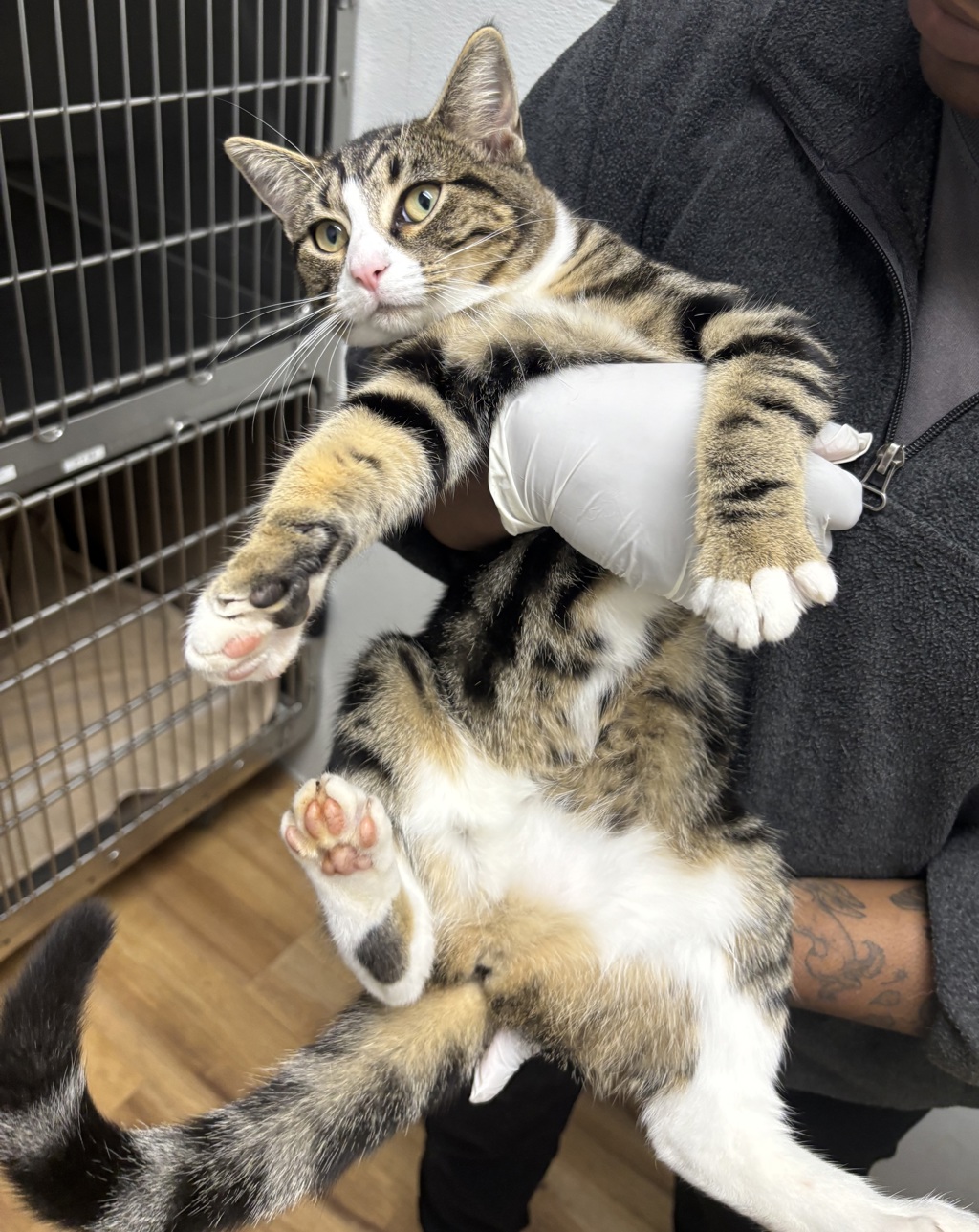 Shelter Stray Female Cat last seen Pine Road, Bremerton, WA, 98310, 9167 Dickey Rd NW, Silverdale, WA 98383, USA